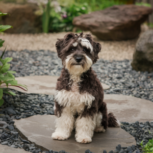 Japanese dog breeds